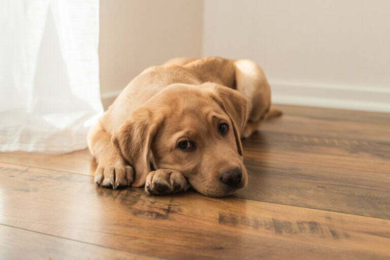 adorable sad labrador retriever puppy lies on the 2022 10 28 21 38 20 utc