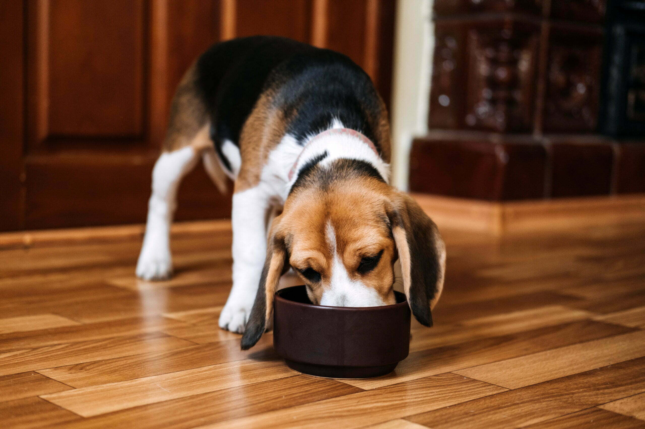 beagle feeding beagle puppy eating dog dry food f 2021 09 02 00 45 45 utc