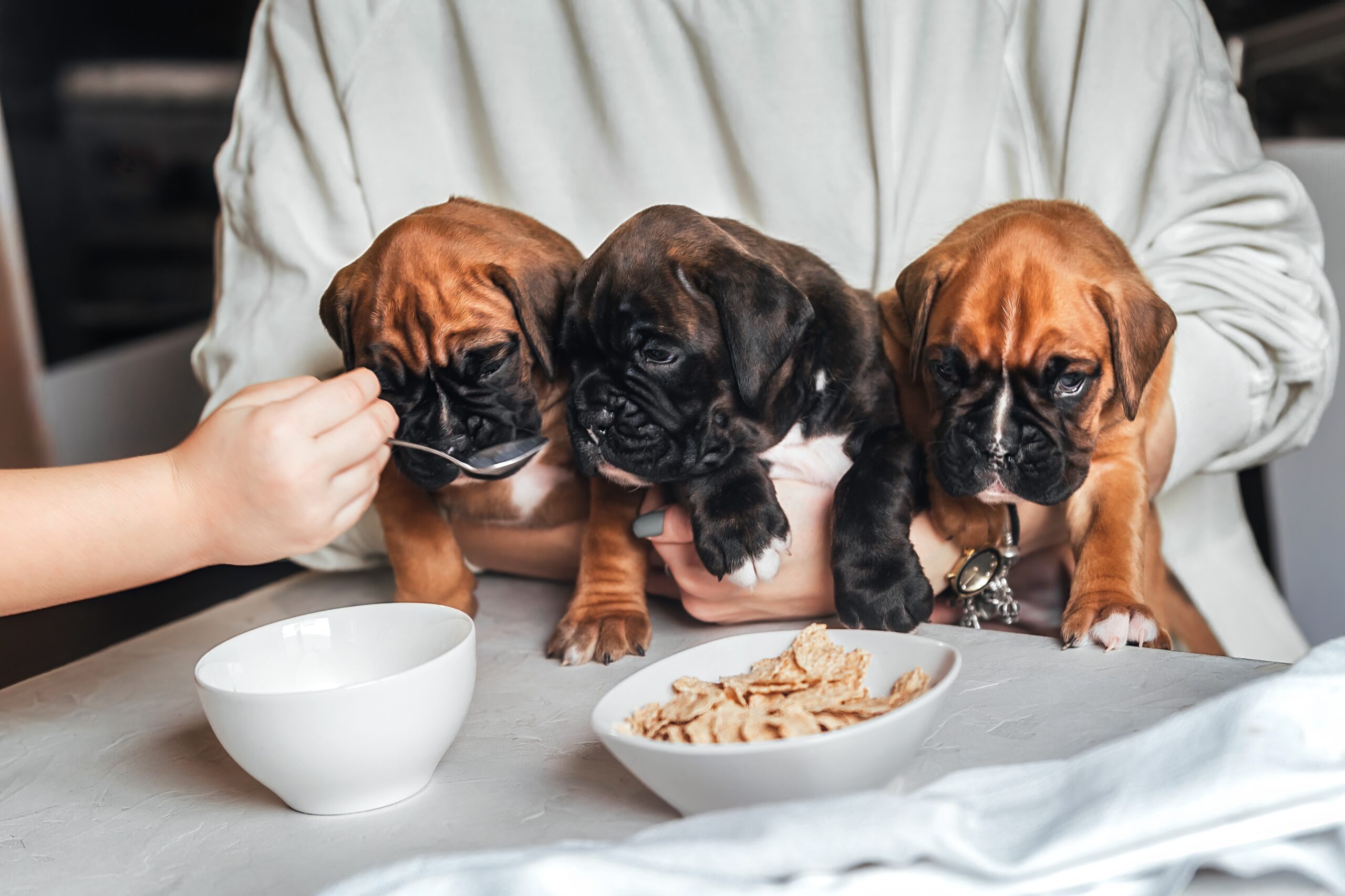 feeding small puppies at home 2022 11 15 11 37 29 utc