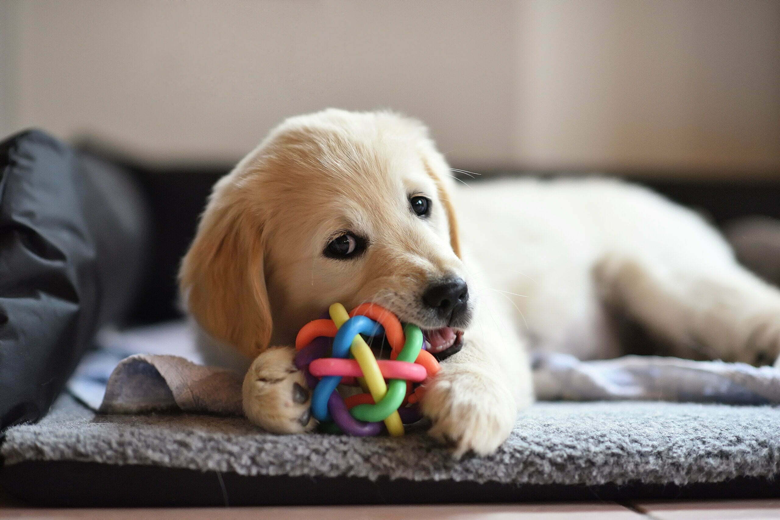golden retriever dog puppy playing with toy 2021 08 26 22 34 26 utc