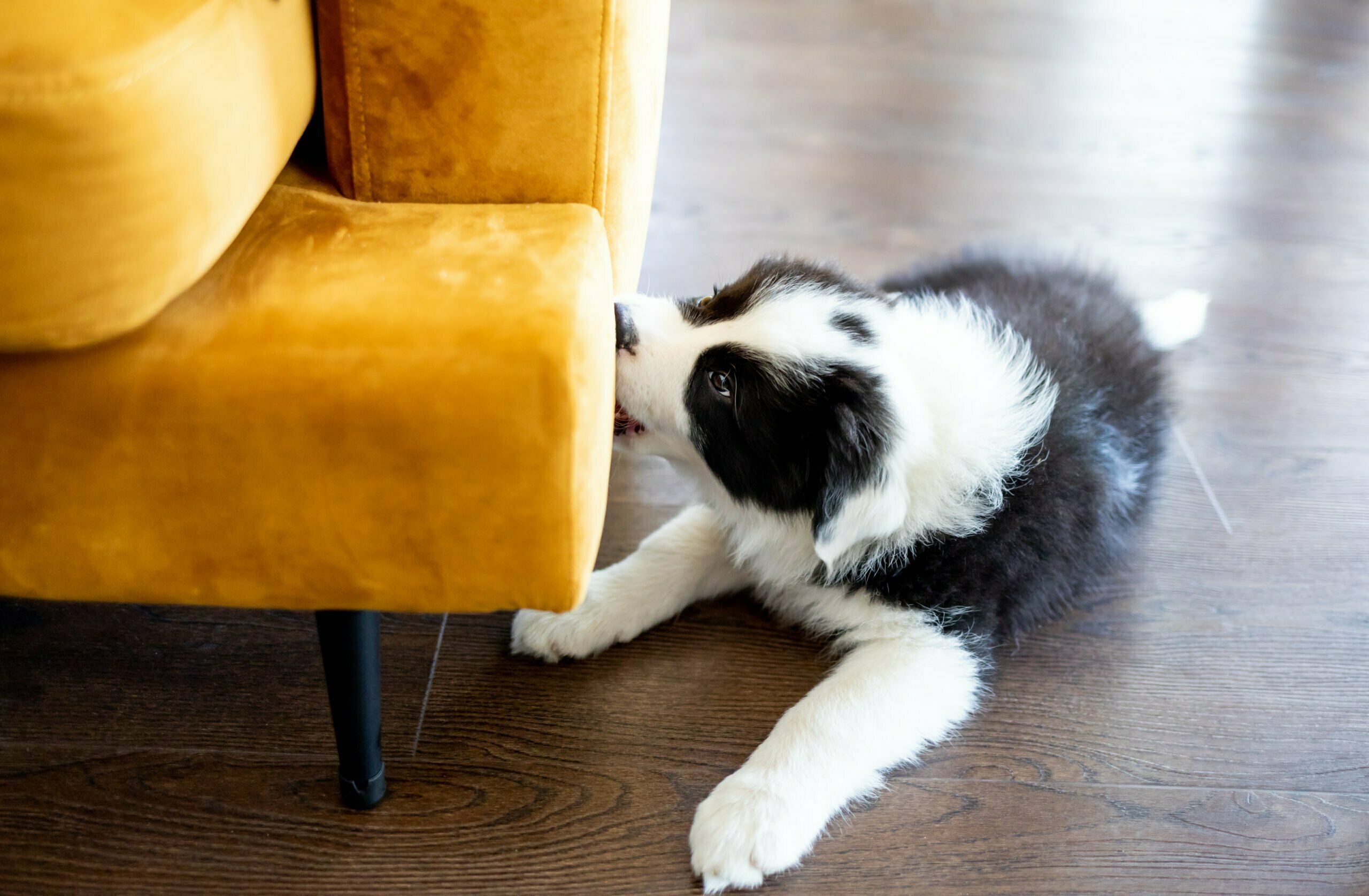 puppy border collie dog bites furniture at home 2021 12 09 08 27 37 utc