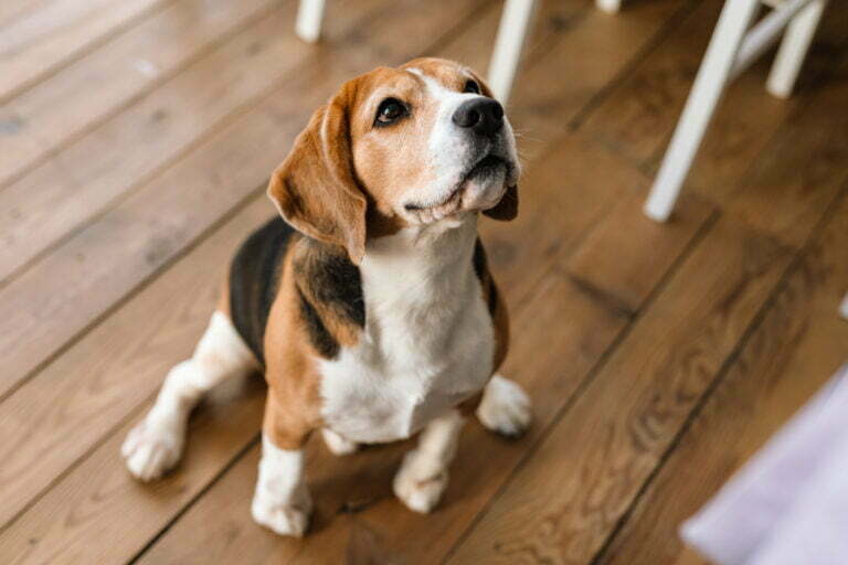 close up of a beagle dog standing 2022 01 18 23 33 55 utc