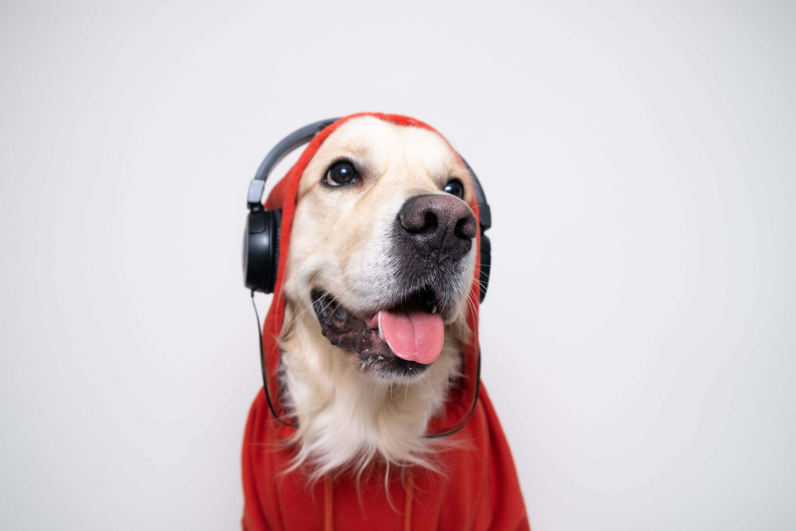 the dog is listening to music 2022 11 10 17 59 49 utc