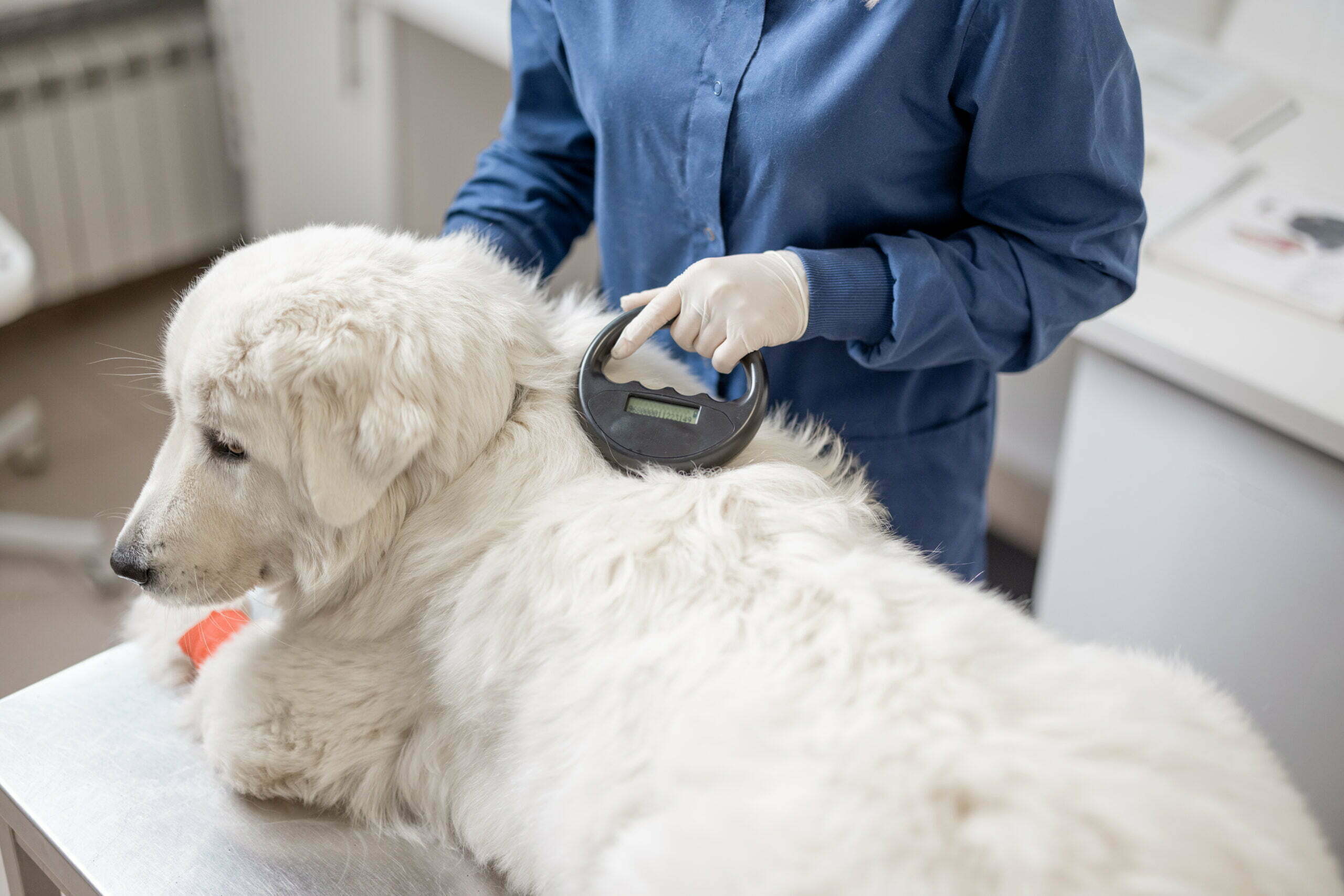 veterinarian checking microchip implant under shee 2021 09 04 07 49 24 utc