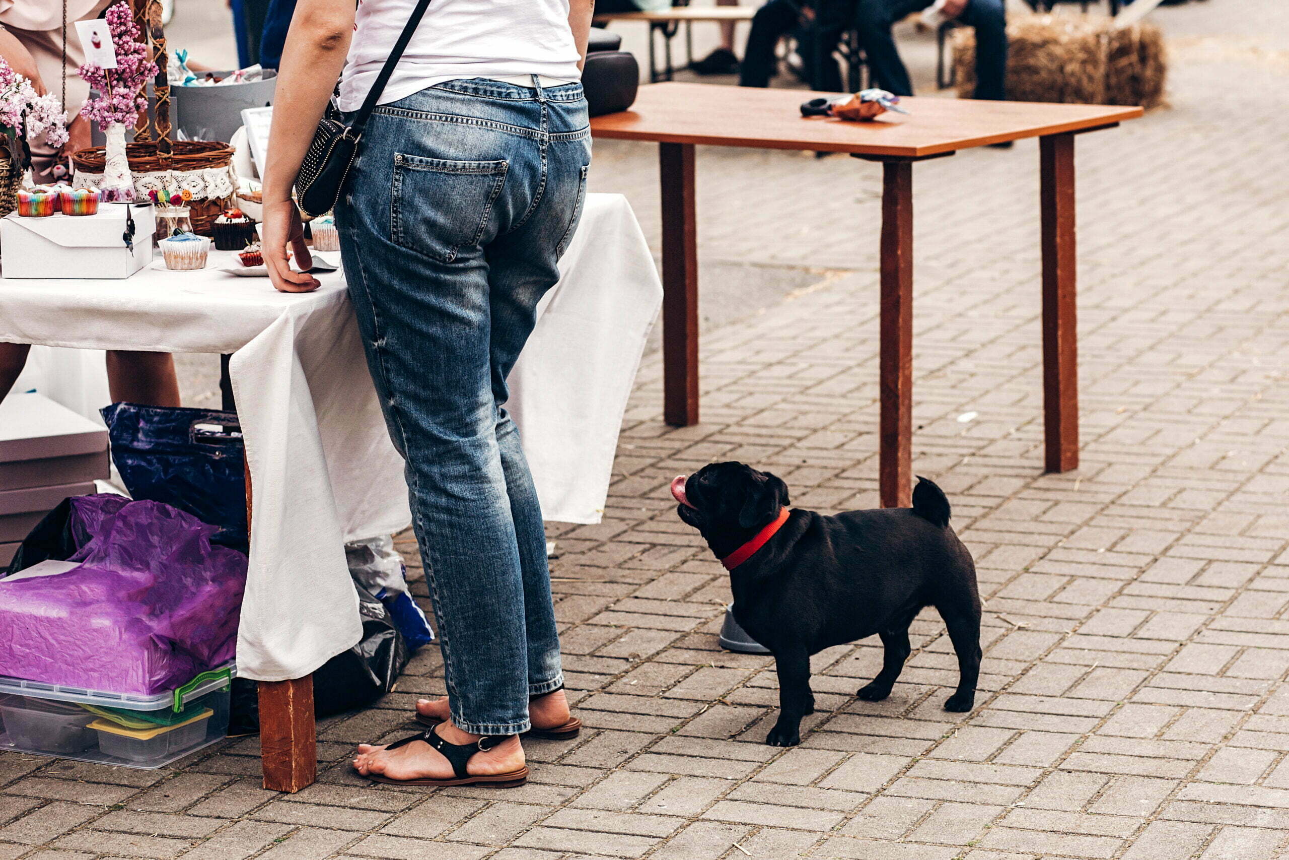 cute little black pug with owner looking at food t 2021 08 29 04 27 04 utc