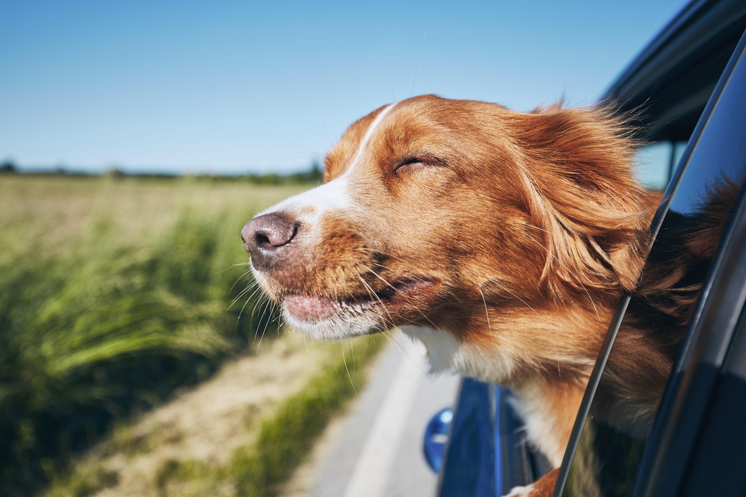 dog travel by car 2021 08 26 22 39 00 utc
