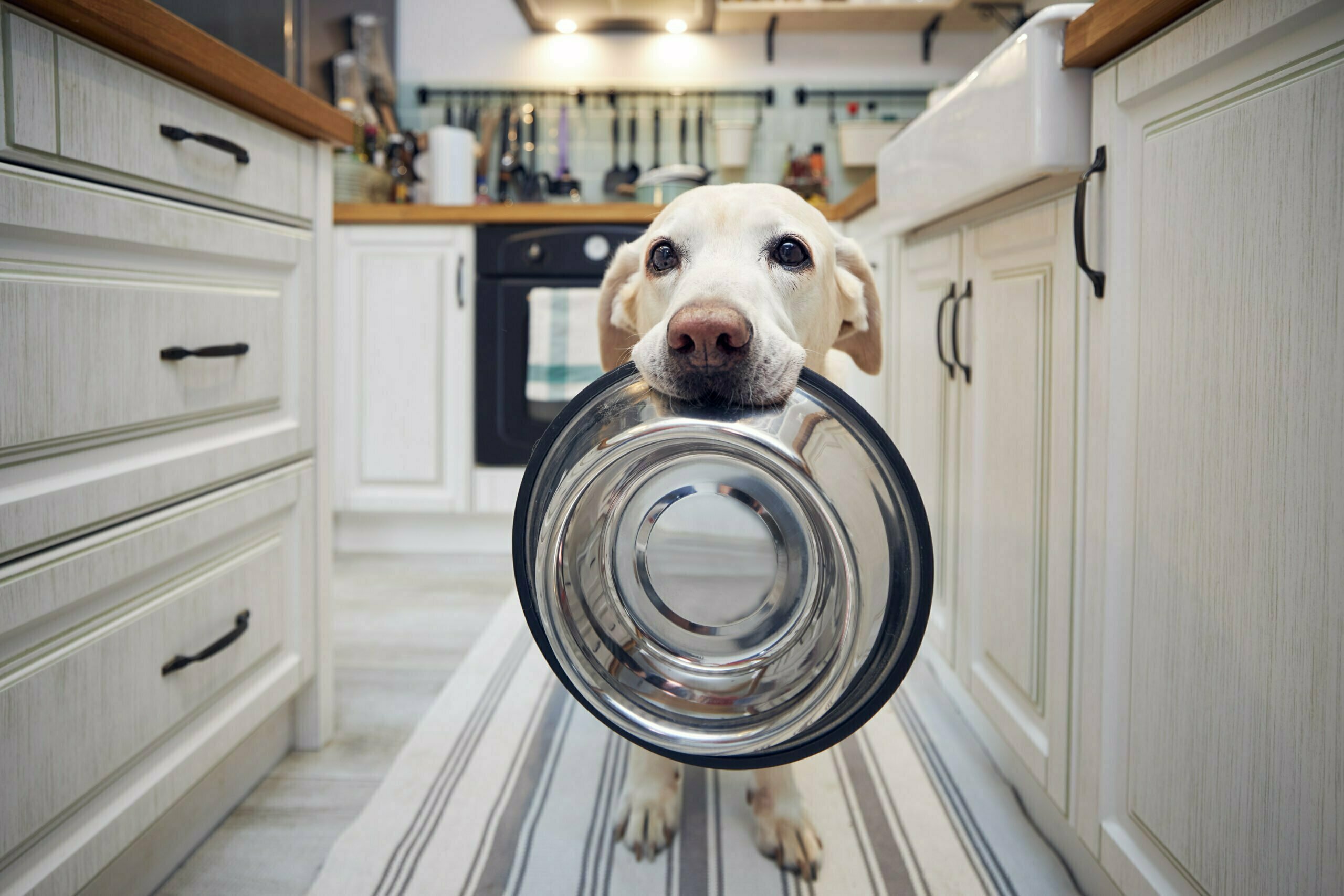 hungry dog holding bowl and waiting for feeding 2022 07 12 17 45 29 utc