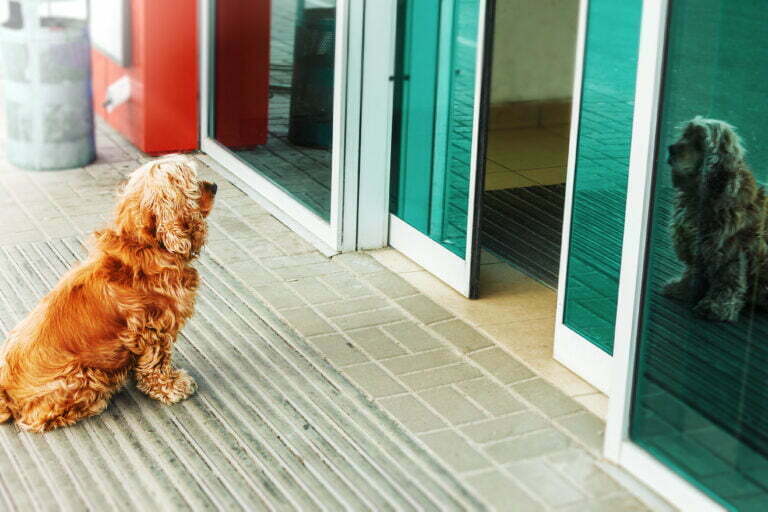 red dog is waiting for owner outside a shop door 2022 09 29 22 45 17 utc