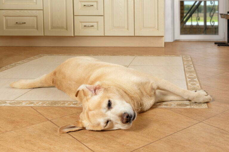 Sick dog lying on the floor with a sad look, suffering from allergies with a swollen muzzle. Illnesses, diseases of dogs. Old labrador retriever waiting for his owner at home.