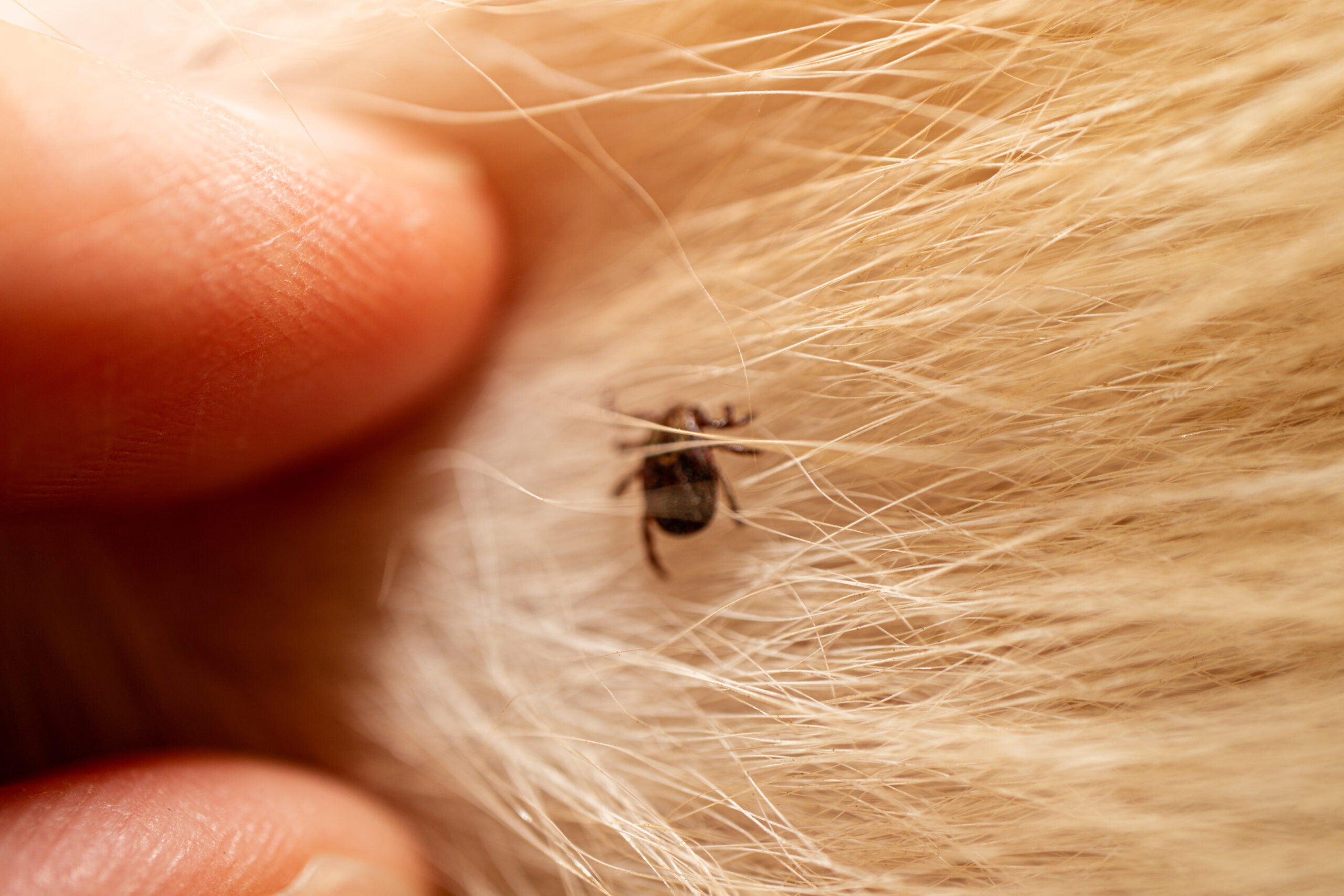 Ticks on dog hair. Ticks sucking dog blood. Dangerous insect mit
