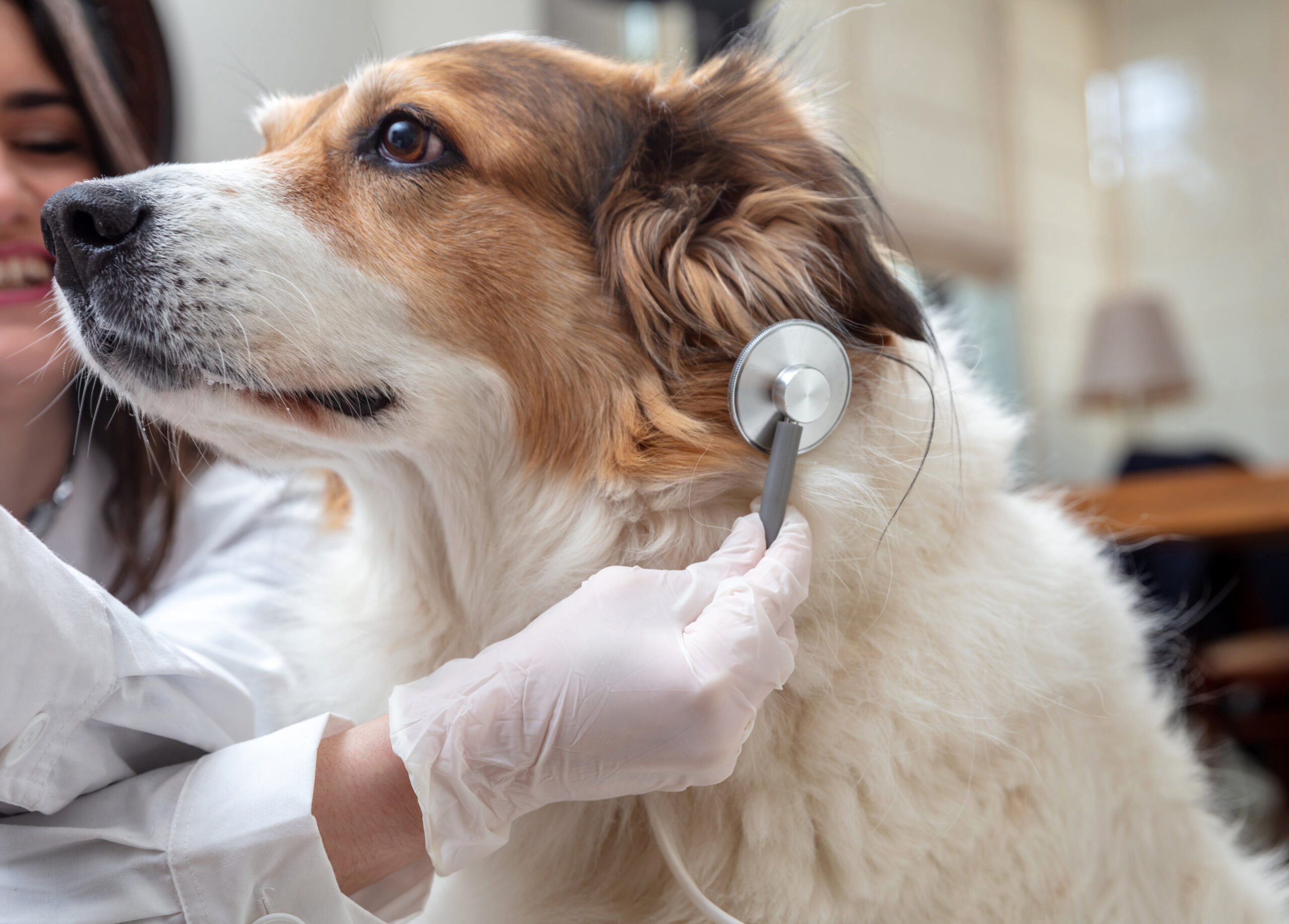 Vet clinic. Veterinarian examine a dog with a medical stethoscope, close up. Pet checkup
