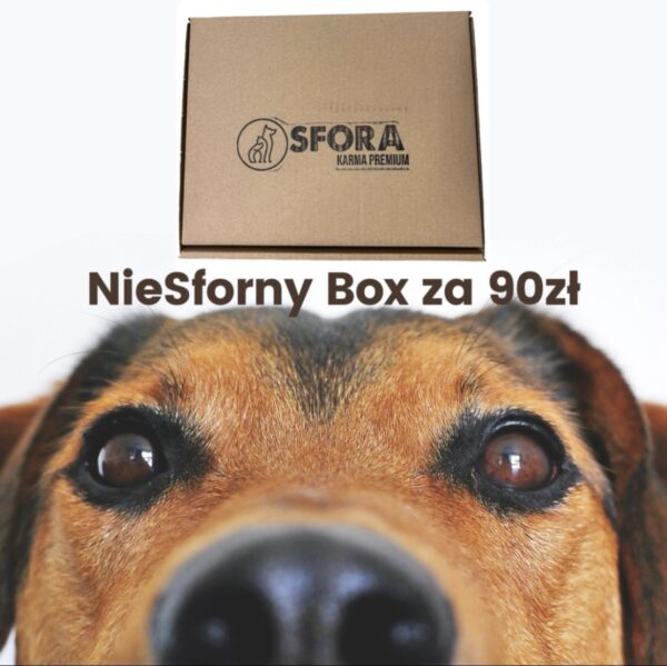 niesforny box