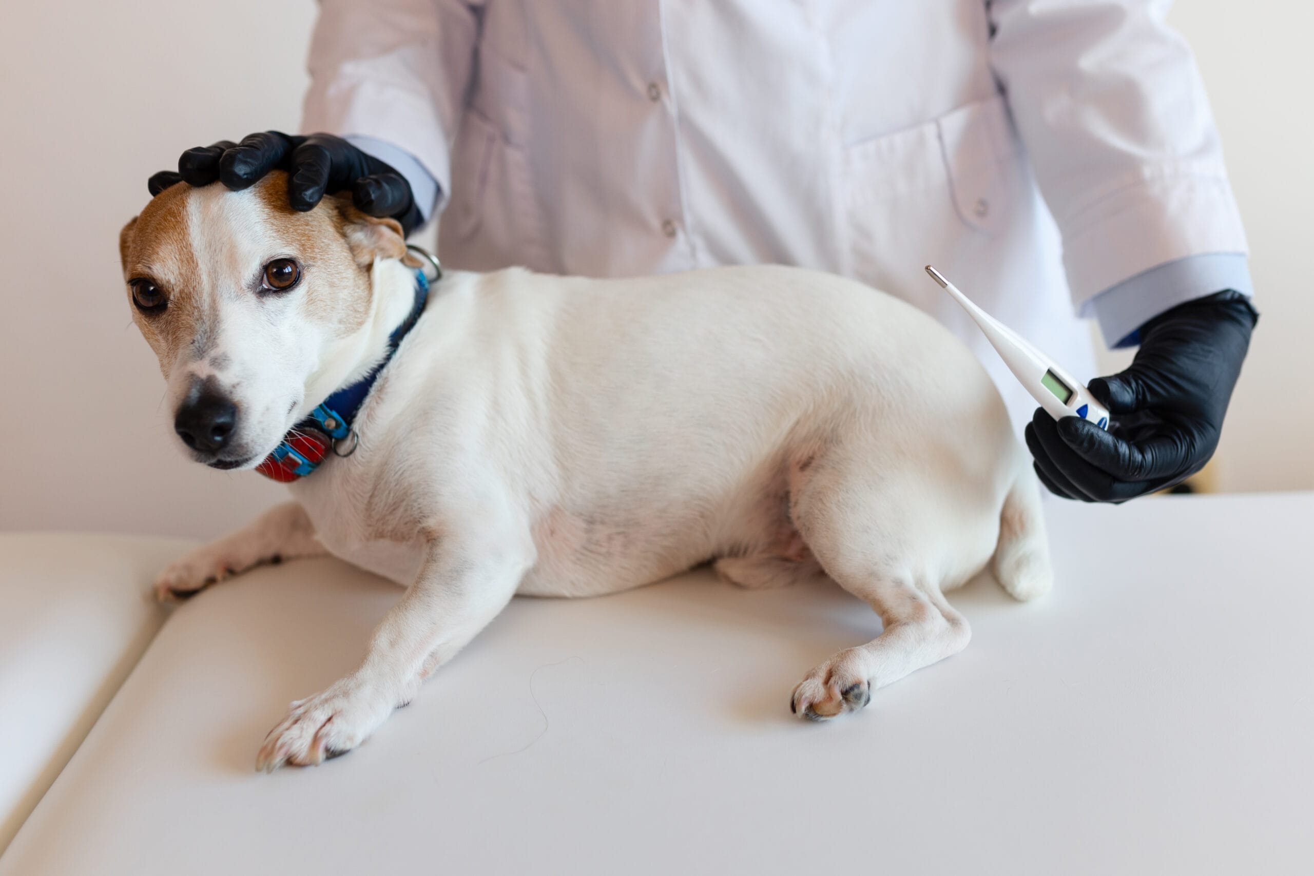 Jaką karmę wybrać dla psa, który ma problemy z trzustką? 1 veterinarian examining a beautiful small white dog in a clinic, using a thermometer to measure the animal's temperature