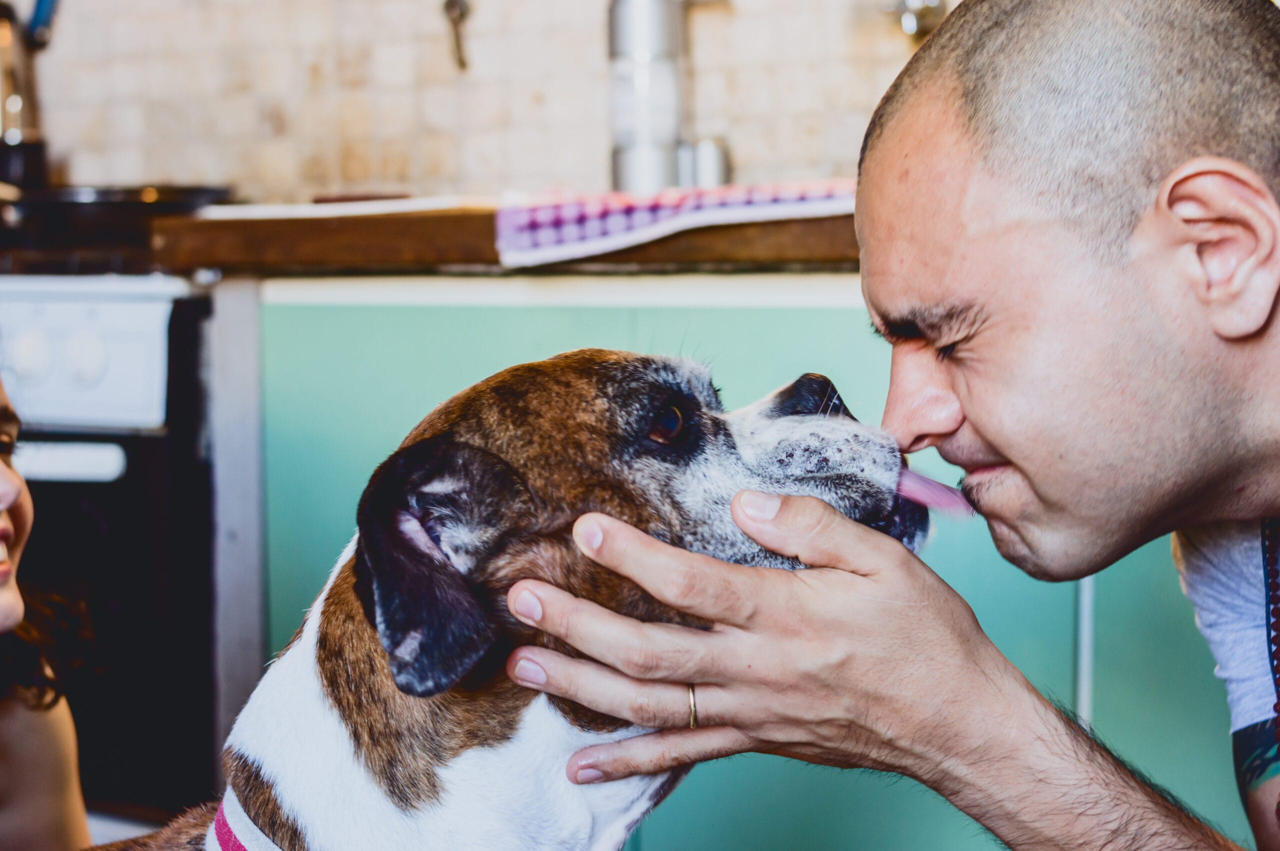 adult boxer dog kissing his owner on the face