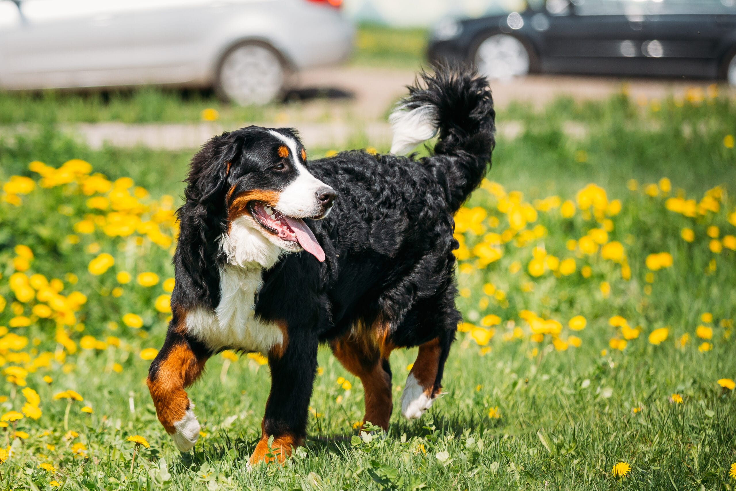 Bernese Mountain Dog Berner Sennenhund Play Outdoor In Green Spr