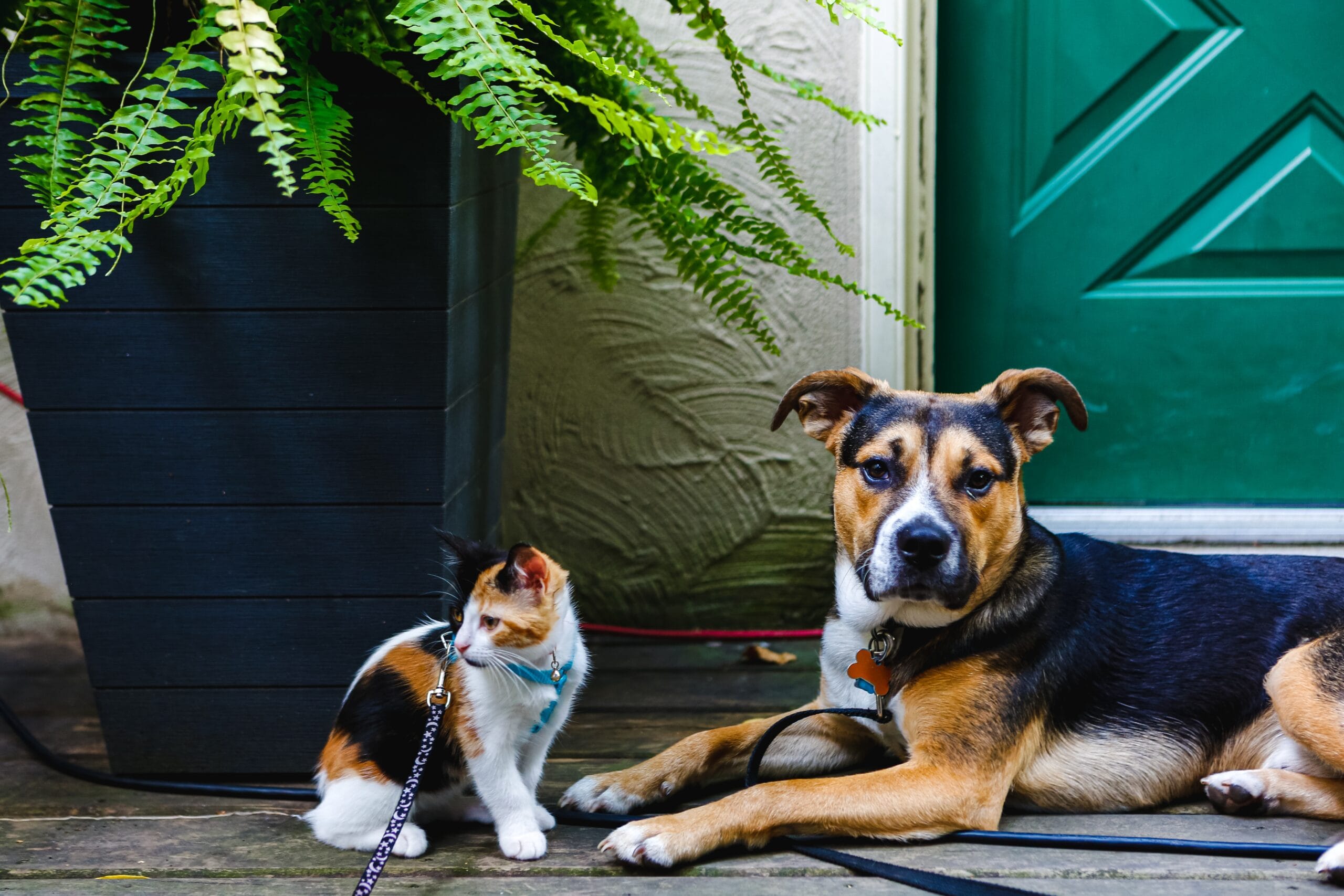 dog and kitten 2025 01 07 23 18 07 utc