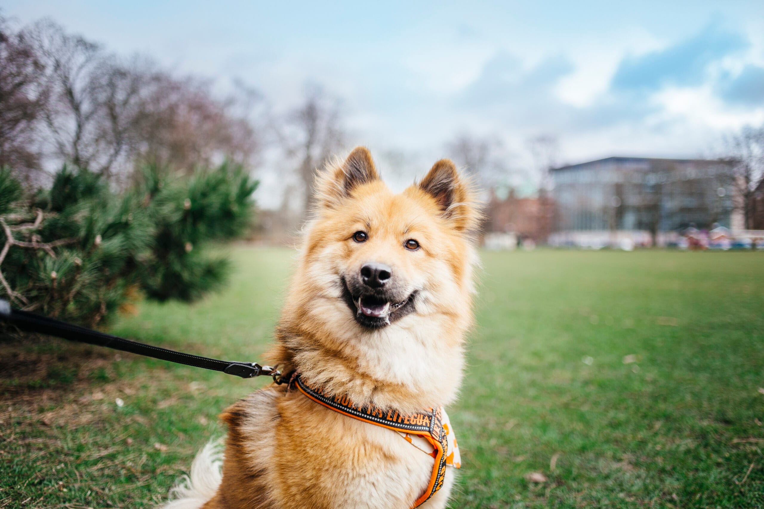 Happy dog enjoying a walk in the park