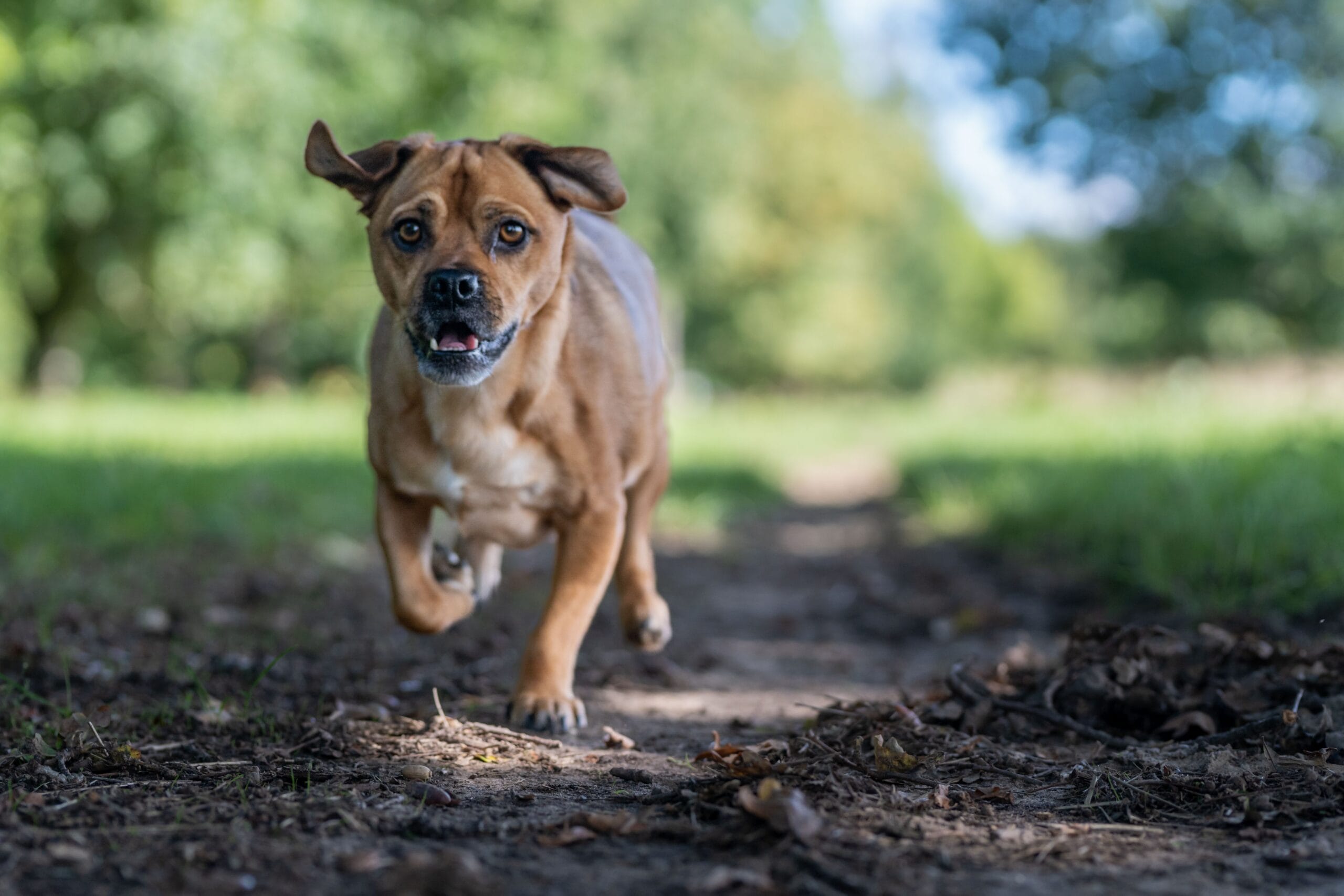 Selective focus shot of an AmStaff, or American Staffordshire Terrier dog running in the forest